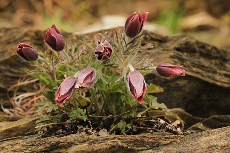 صور لـ #زهر #زهري #نبات #صور_طبيعة #Pasqueflower #إزهار