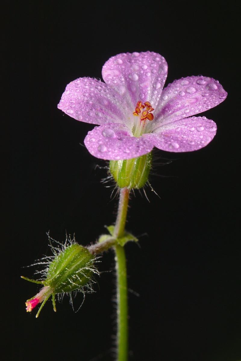 صور تحتوي #صورة قريبة #زهر #قطرة_الندى #دقيق #Cranesbill #إزهار