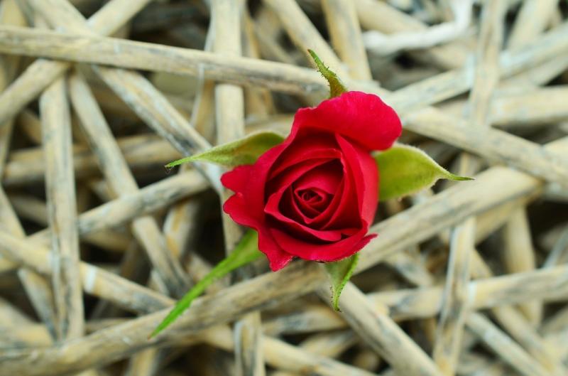 صور لـ #عالق #جديلة #الوردة #وردة_حمراء