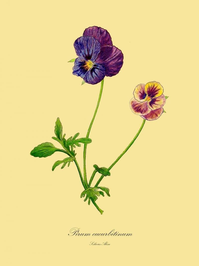 صور لـ #كمان_متوسط #النباتية #رسم #نباتي
