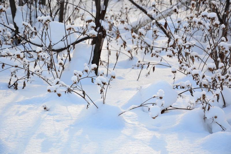 صور لـ #شتاء #عشب_جاف #طبيعة #Snowdrifts #ثلج #نجيل
