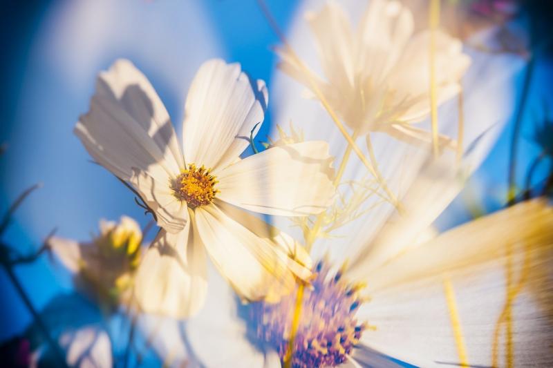صور لـ #Cosmea #إزهار #زهور #كون #أبيض #خطر_مضاعف