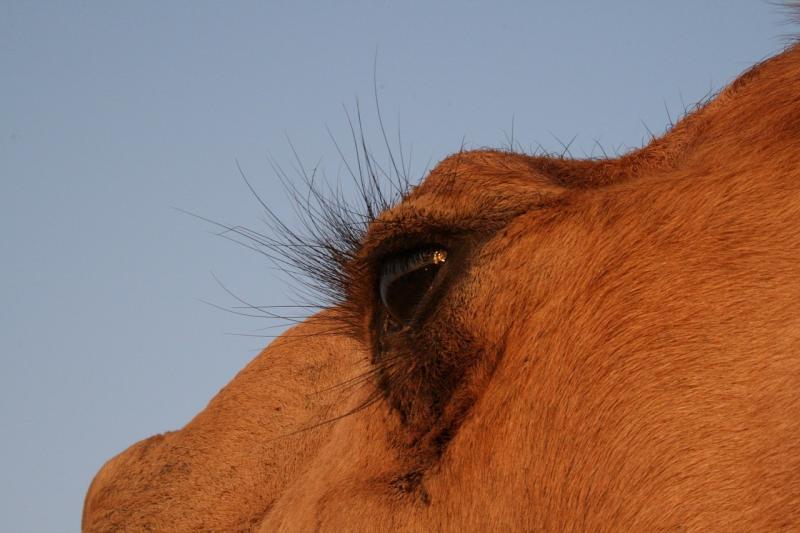 صور لـ #طبيعة #رمل #صحراء #جمل #حيوان #الجمل_العربي #عين