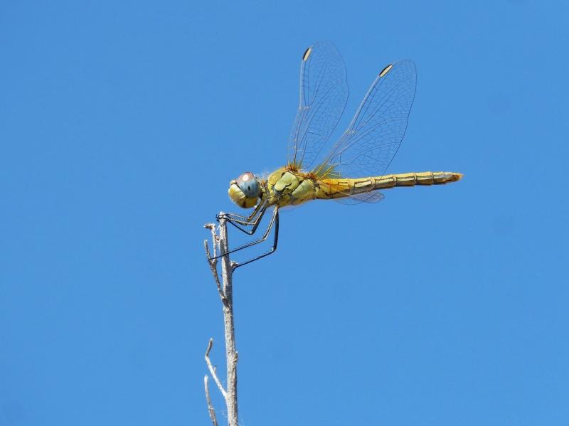 صور لـ #اليعسوب #Sympetrum_Striolatum #فرع_شجرة #حشرة_مجنحة