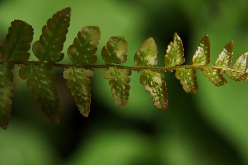 صور تحتوي #أخضر #Fiddlehead #الختشار_سرخس_أو_نبات #نبات_السرخس #غابة #بناء