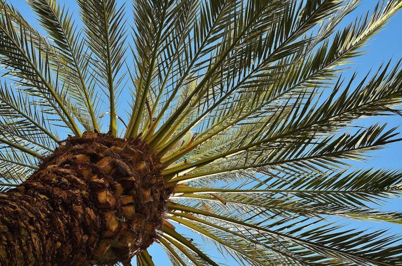 صور لـ #كف__نخلة #النخلة #قبيلة #سجل #شجرة #شجرة_الظل