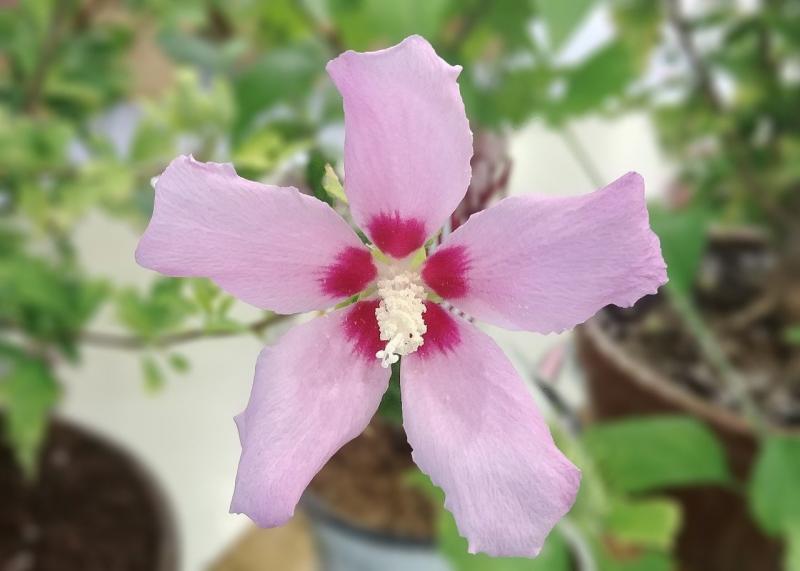 صور لـ #وردة_شارون #عشب_الطير #سكران