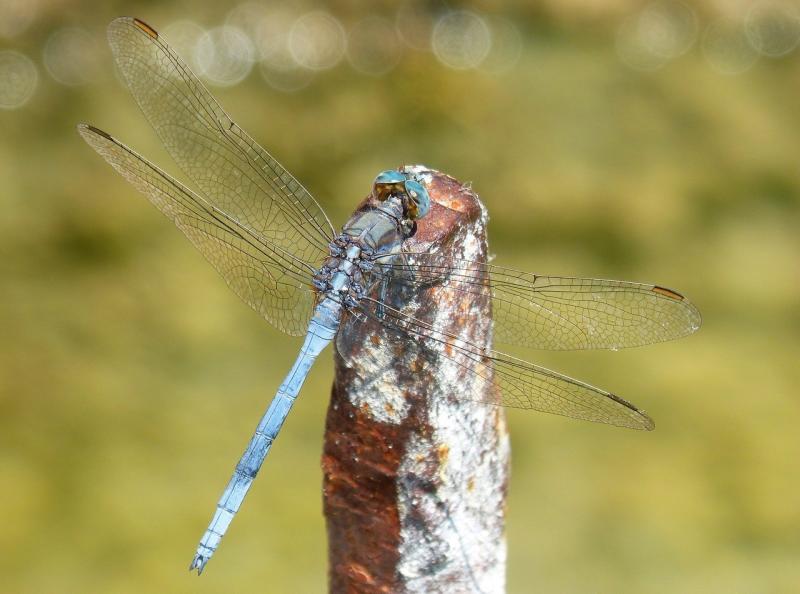 صور لـ #Orthetrum_Coerulescens #طوف #اليعسوب_الأزرق #ماء