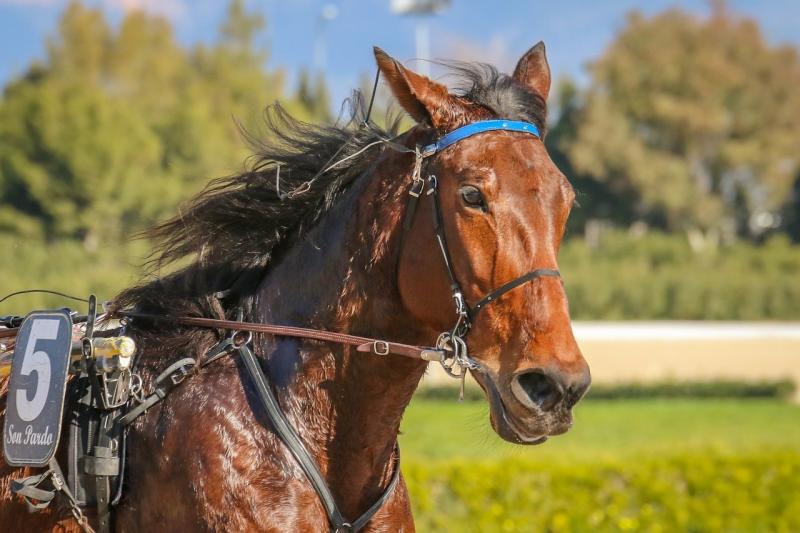 صور لـ #سباق #خيل #الثدييات #مضمار #الحيوانات #خبب