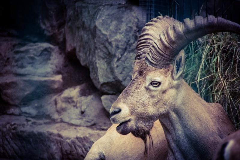 صور لـ #صورة #حديقة_حيوان #Animel #بري #درسدن #الحيوانات_البرية