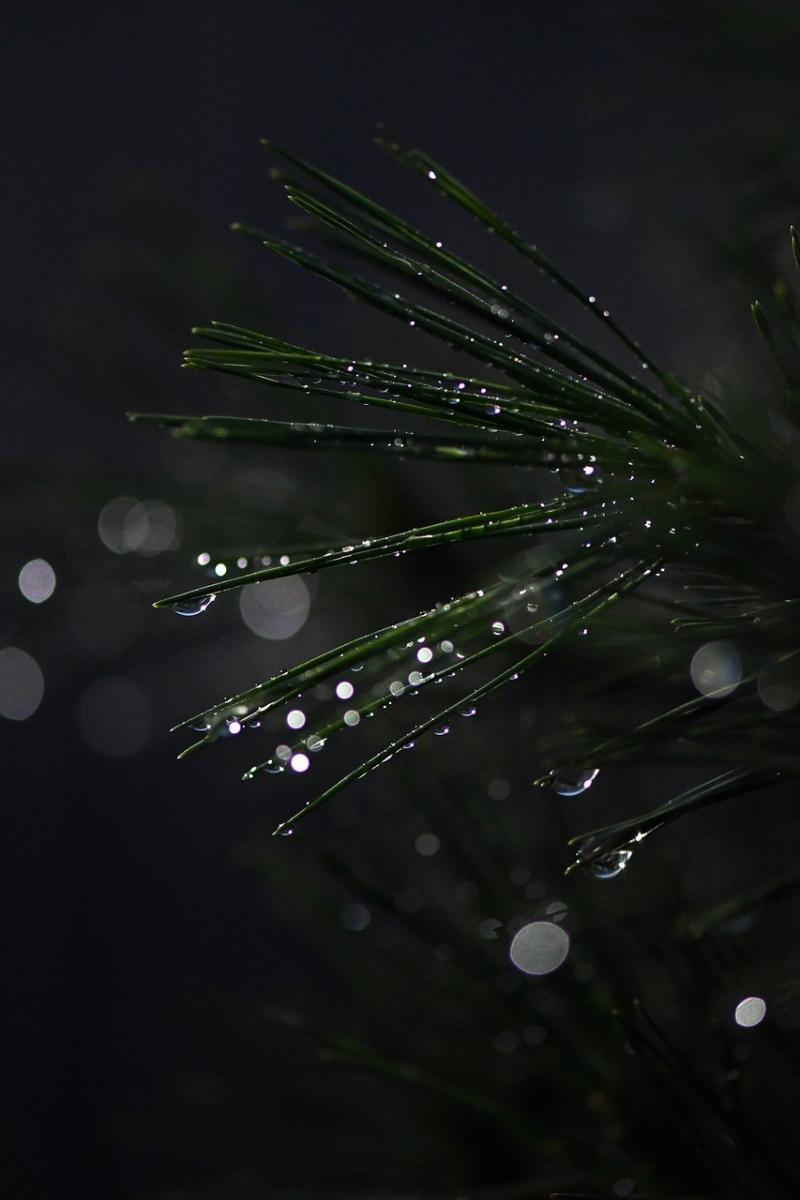 صور لـ #بونساي #تقطر #قطرة_مطر #فرع_شجرة #صورة قريبة #صنوبرية