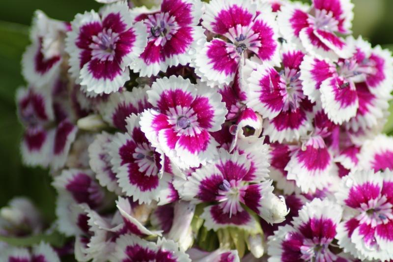 صور لـ #حديقة #زهرة #Dianthus