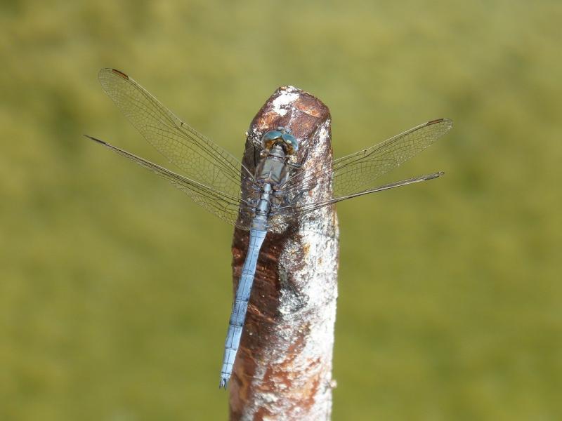 صور تحتوي #طوف #Orthetrum_Brunneum #حشرة_مجنحة #اليعسوب_الأزرق