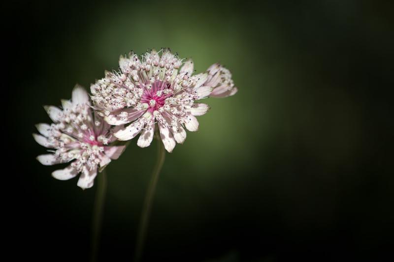 صور لـ #زهرة #umbelliferae