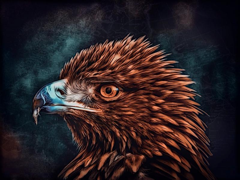 صور لـ #طير_جارح #Digiart #أدلر #طائر #عالم_الحيوان