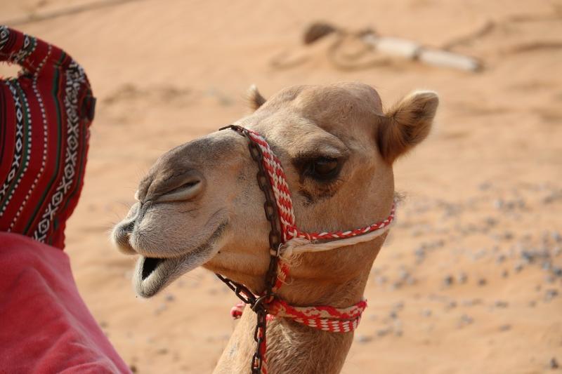 صور لـ #حديث #عربى #جمل #ضبطها #صحراء #رمل #سعودي #مرحبا