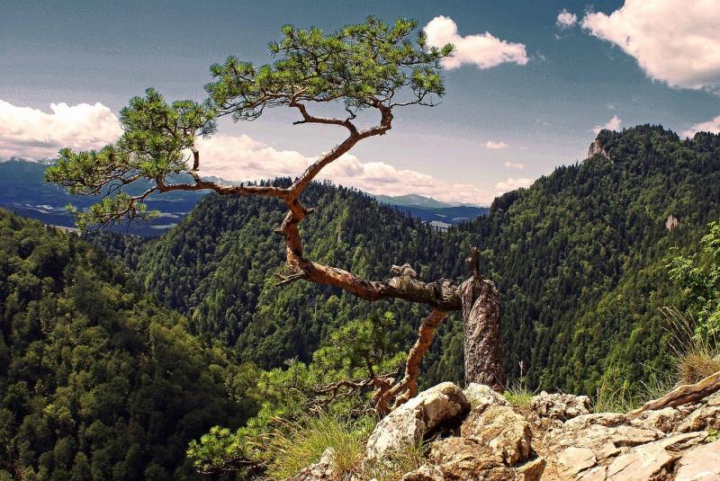 صور لـ #شجرة #مالوبولسكا #رمز #بولندا #صنوبر #جبال_تاترا #pieniny