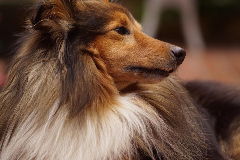 صور لـ #الكلب #صورة_الحيوان #Sheltie