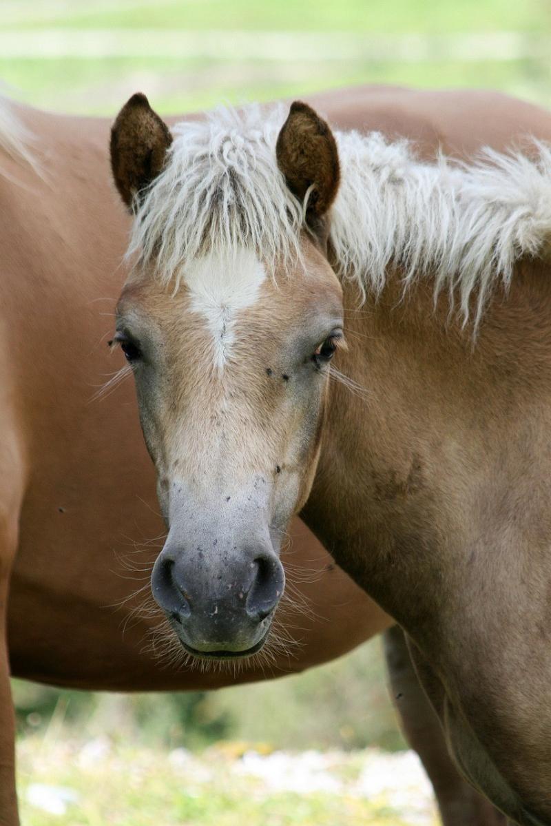 صور لـ #خيل #تلد_مهرا #Haflinger #حصان #مسدس