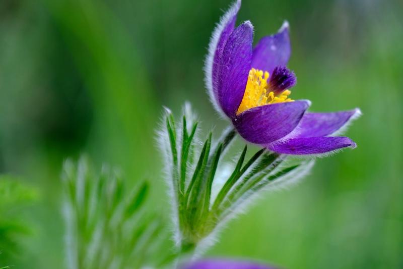 صور لـ #البنفسجي #Pasqueflower #زهر #زهرة #أرجواني #نبات