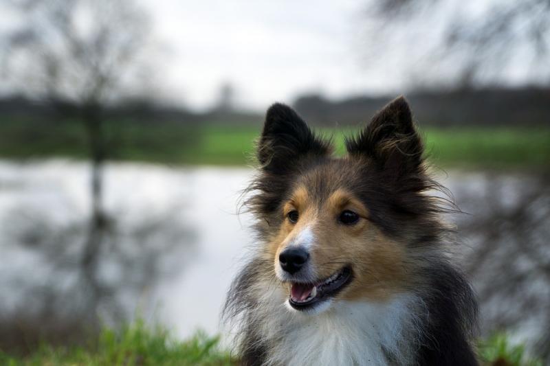 صور لـ #الأشجار #صورة قريبة #Sheltie #الكلب