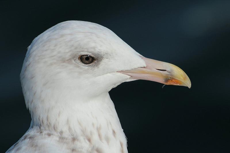 صور لـ #Laridae #لاروس_أرجينتوس #حيوان #الرنجة_الذهب #النوارس