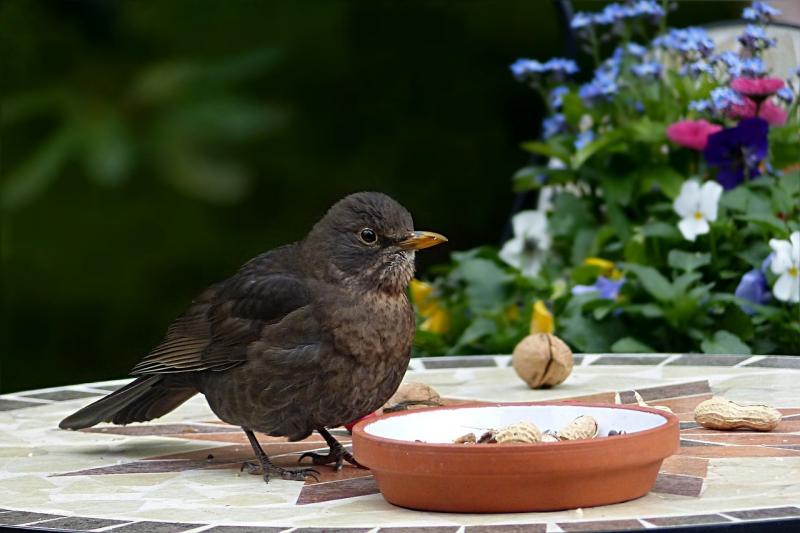 صور لـ #Turdus_Philomelos #طائر #بحث_عن_للمؤن #خنق #حديقة