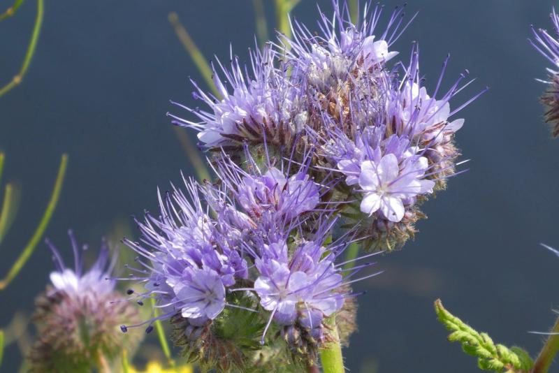 صور لـ #Phacelia