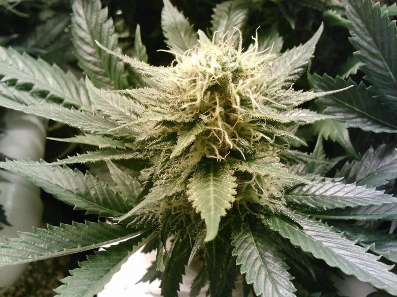 صور لـ #القنب #THC #عشبة_ضارة #مزيج #قنب_هندي #عيدان #براعم