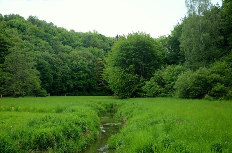 صور لـ #غدير #بروك #شجرة #نهر #مرج #بولندا #غابة