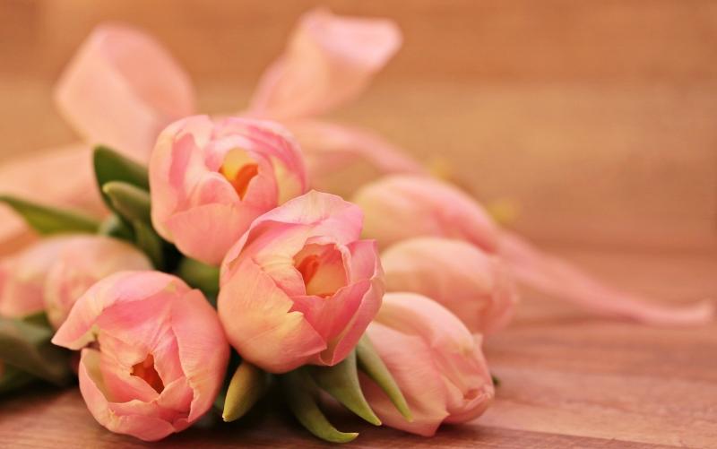 صور لـ #زهور #Tulipa #الزنبق #الزهور_المقطوفة
