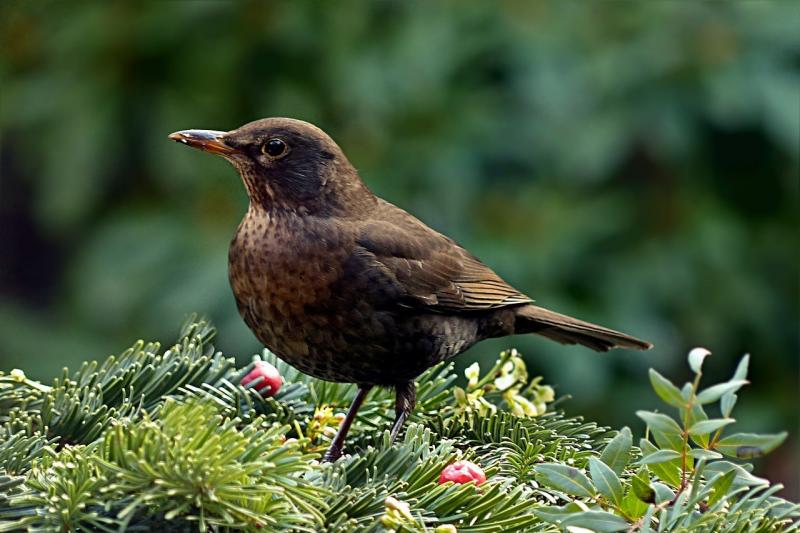 صور لـ #Turdus_Philomelos #بحث_عن_للمؤن #طائر #أنثى #خنق