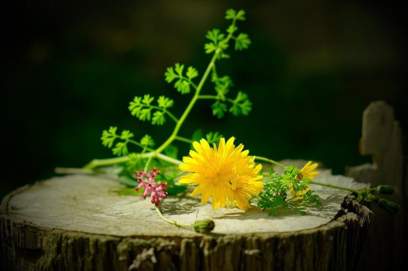 صور لـ #الحياة_البرية_النباتية #باق_على_قيد_الحياة #زهرة #الزهور_البرية