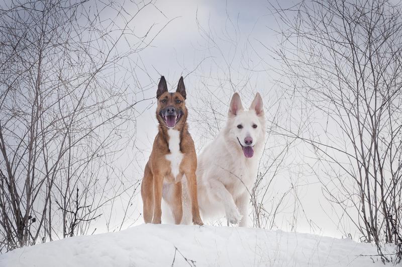 صور لـ #ثلج #البرد #شتاء #الكلب #Canidae #الراعي_الأبيض