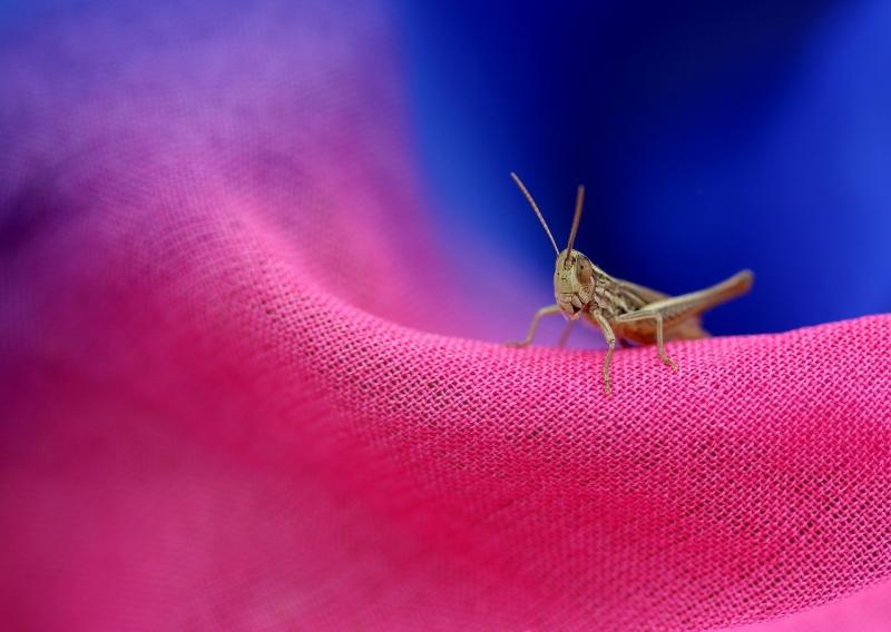 صور لـ #وشاح #تلوين #حب_الاستطلاع #Insecta #راحة #الزيز