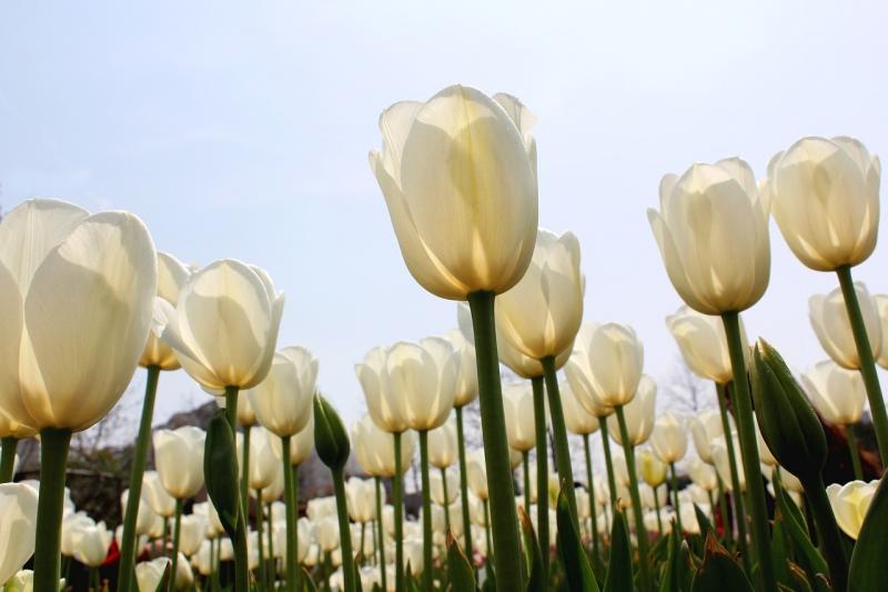 صور لـ #أبيض #الخزامى #بحر_من_الزهور