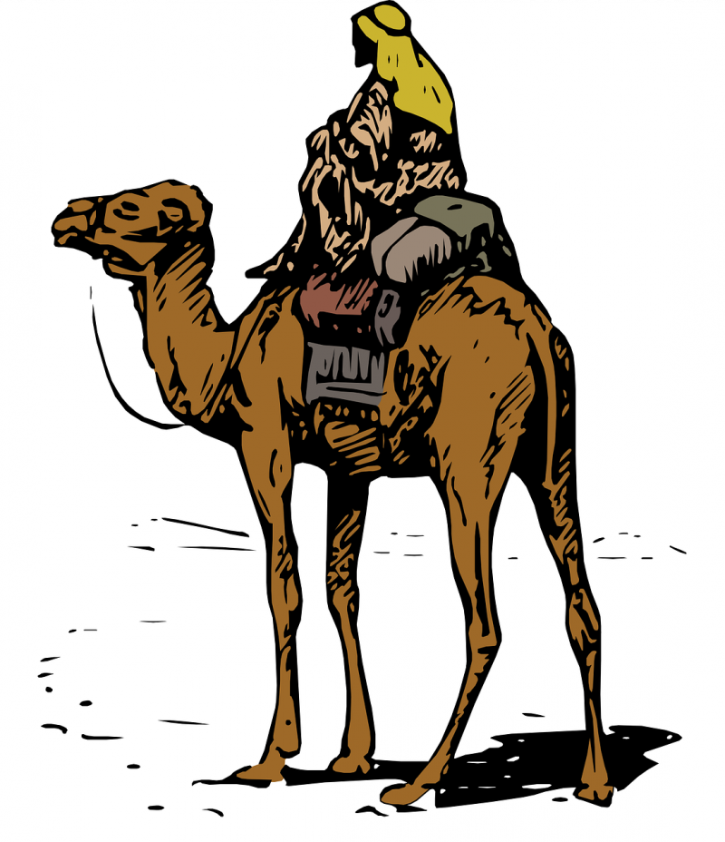 صور لـ #الجمل_العربي #الحار #اركب #جمل #جاف #صحراء #بدوي