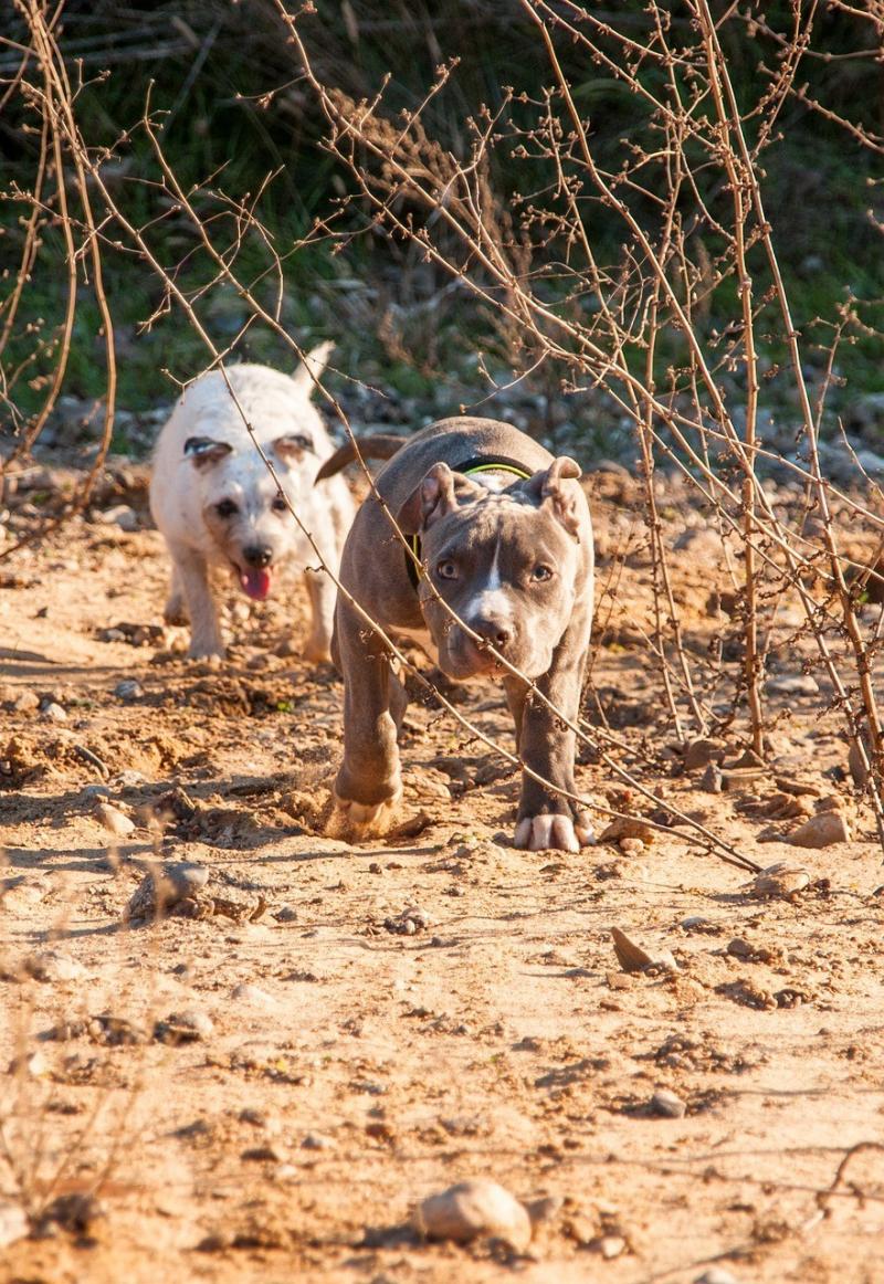 صور لـ #حيوان_اليف #جحر #جرو #الكلب #جذاب #Amstaff #حيوان #حلو
