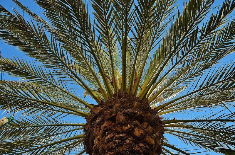صور لـ #كف__نخلة #شجرة_الظل #قبيلة #شجرة #سجل #النخلة
