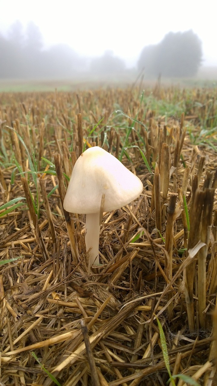 صور تحتوي #علامة #Toadstools #الغاريقون_ضرب_من_الفطور #نجيل
