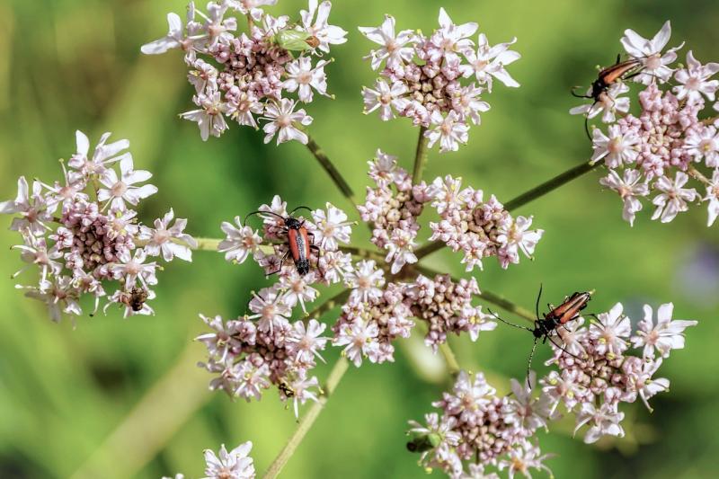 صور تحتوي #أبيض #النباتية #نبات #Hogweed