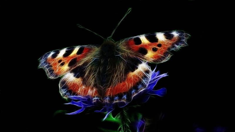 صور لـ #Fractalius #ليتل_فوكس #طبيعة #عالم_الحيوان #زاهى_الألوان