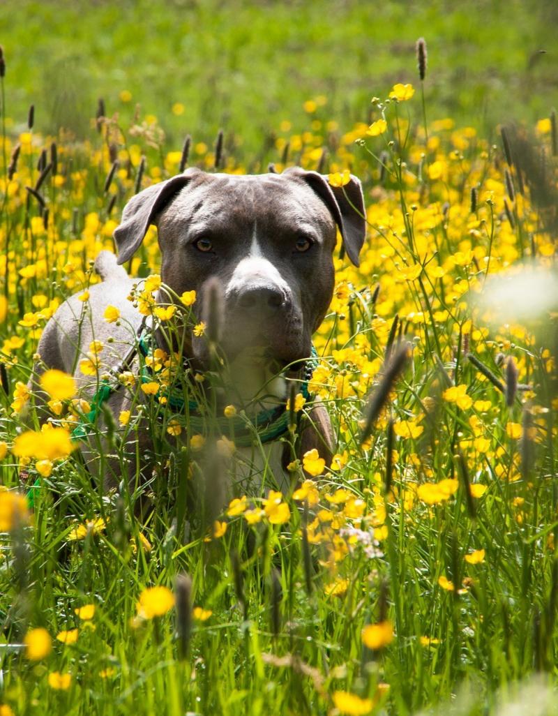 صور لـ #مرج #جحر #أخضر #الأصفر #Amstaff #الكلب #كلب_أمريكي_ذو_عضلات_قوية