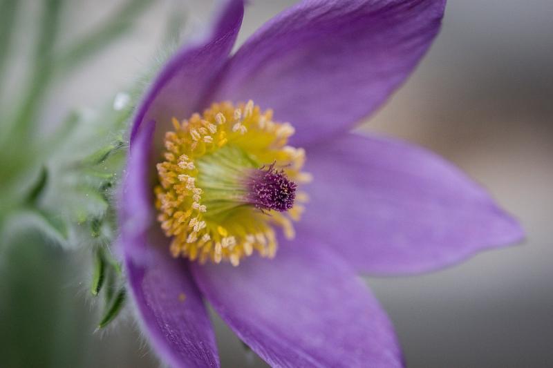 صور لـ #شقار_الفصح #Pasqueflower #زهرة #ربيع
