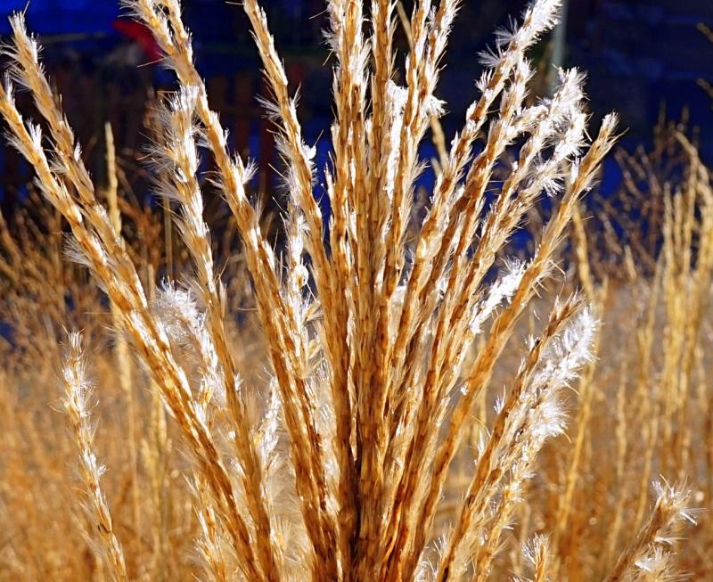 صور لـ #شفرة_من_العشب #الأعشاب #طبيعة #Halme #نجيل