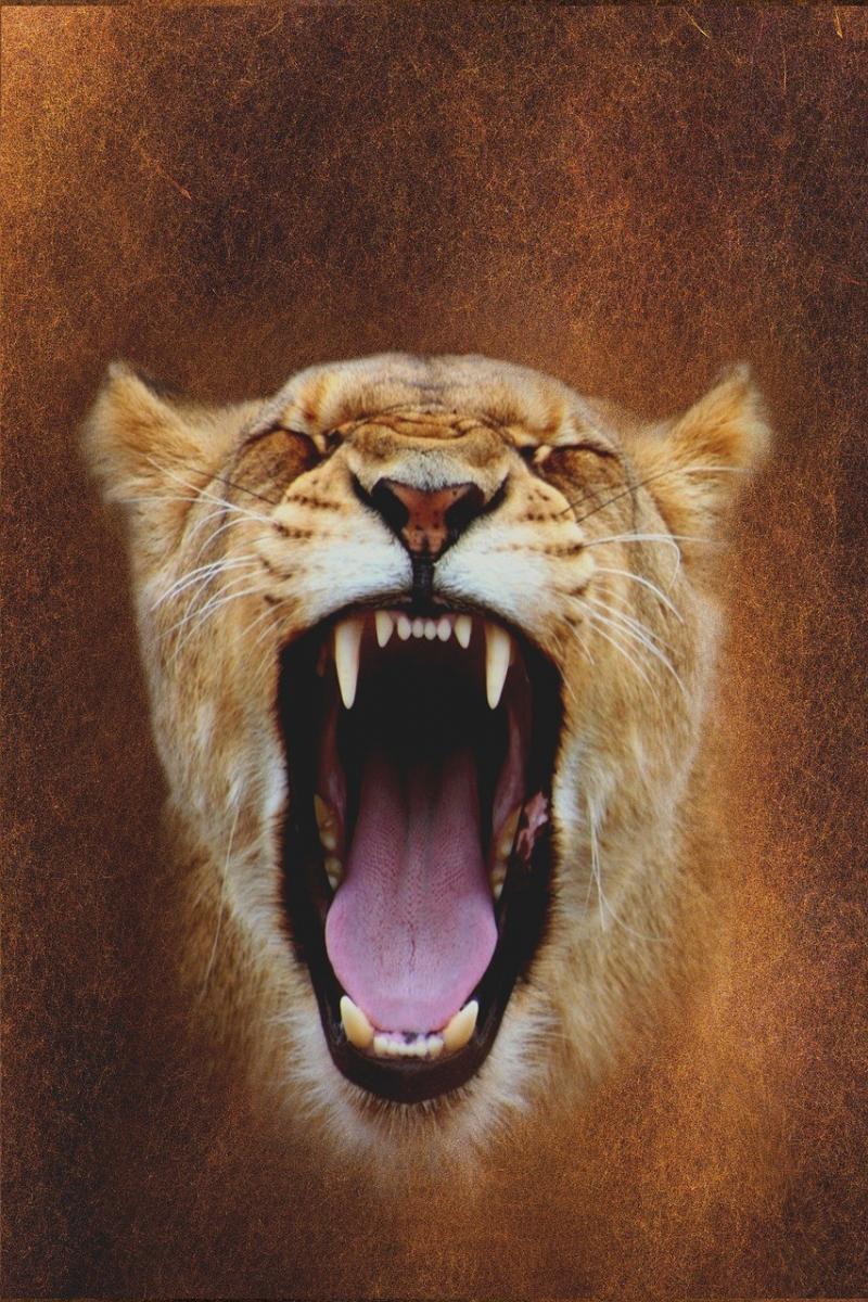 صور لـ #الثدييات #صورة #للموت #أسد #الحيوانات #قط #طبيعة