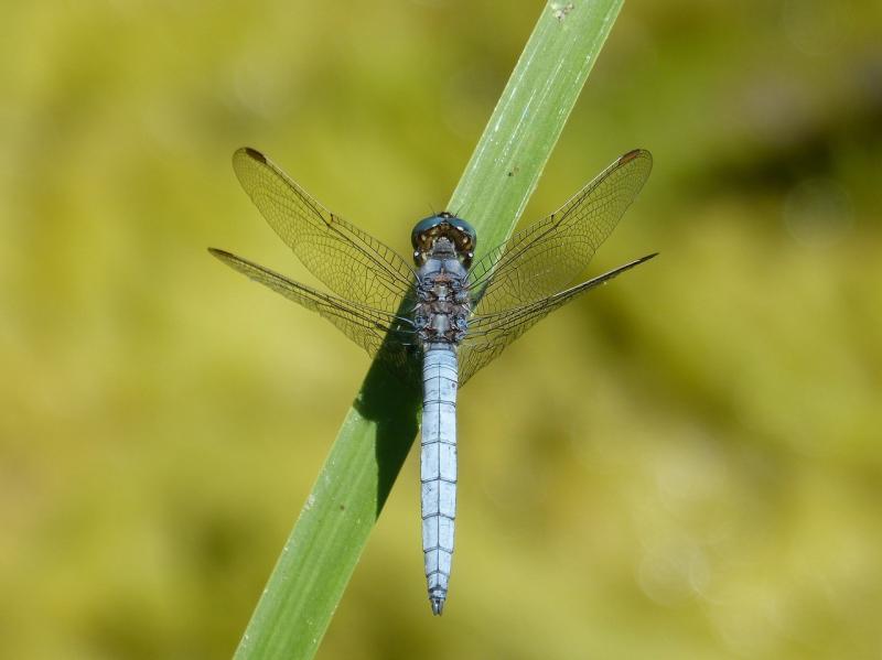 صور لـ #اليعسوب #اليعسوب_الأزرق #Orthetrum_Brunneum