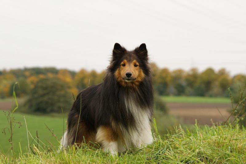 صور لـ #الكلب #صورة قريبة #مكانة #مرج #Sheltie