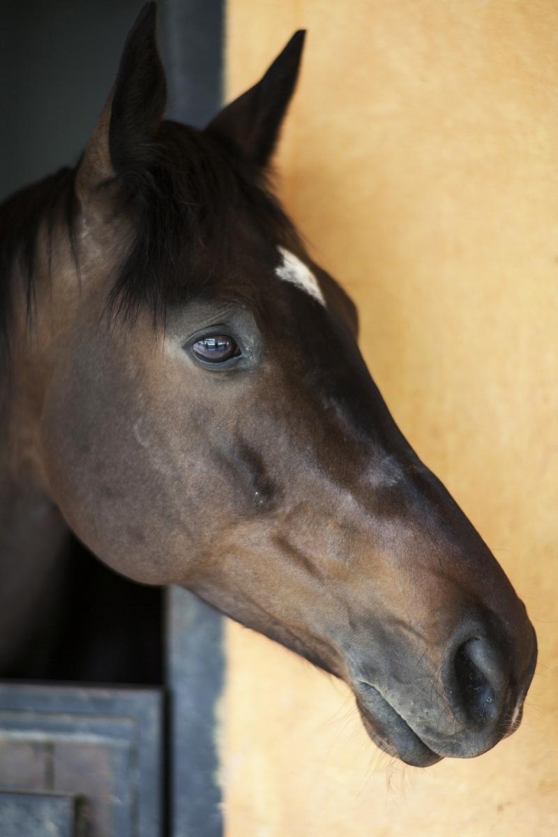 صور لـ #حصان #الخيول #الأطفال #حيوان #فحل_الخيل #جذاب
