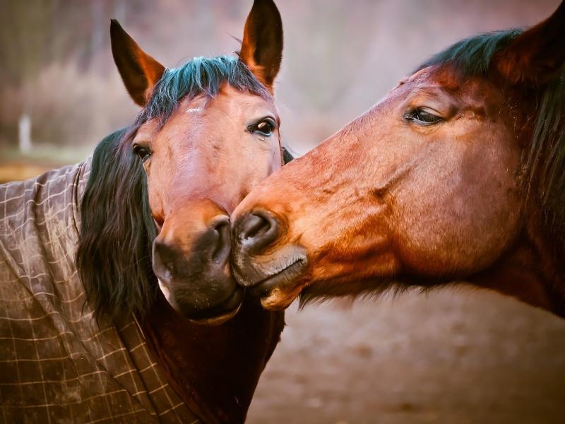 صور لـ #خيل #Pferdeportrait #مرعى #طبيعة #الحيوانات #اركب